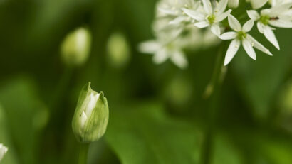 Flowers of Allium ursinum / wild garlic